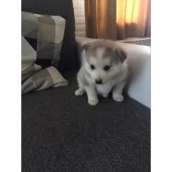 Pomsky F1 pomsky offthehill
