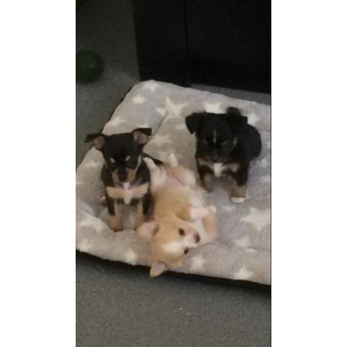 Chihuahua pups