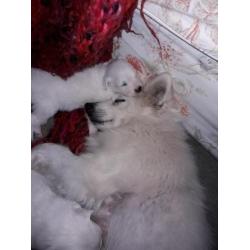 keeshond puppy's te koop