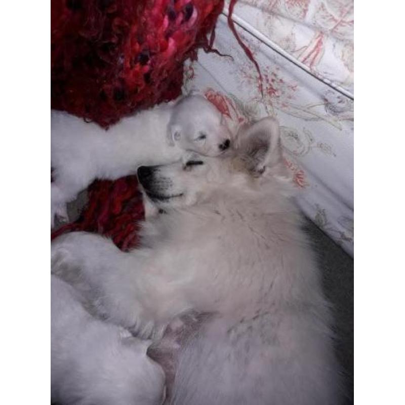 keeshond puppy's te koop