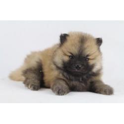 Pomeranian - Kleine Kees - Dwergkees -100% Belgische hondjes