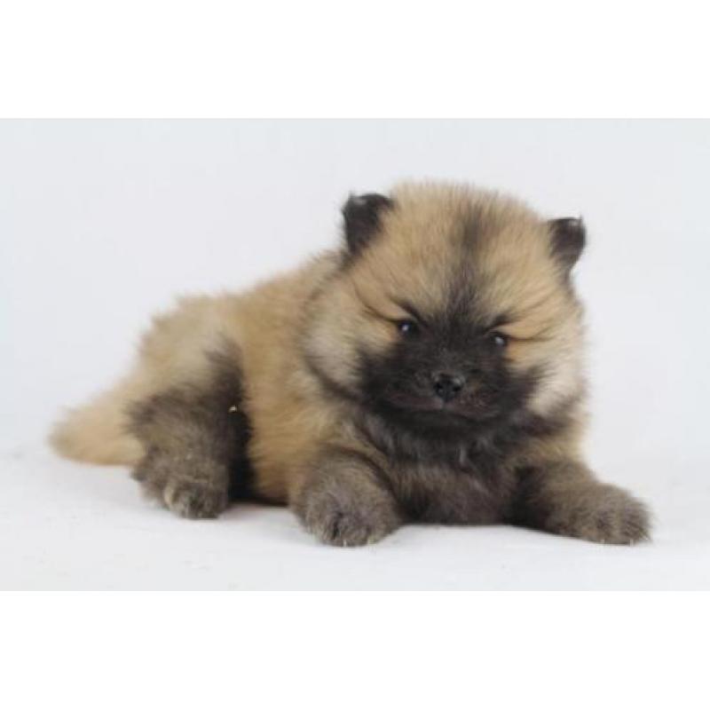 Pomeranian - Kleine Kees - Dwergkees -100% Belgische hondjes