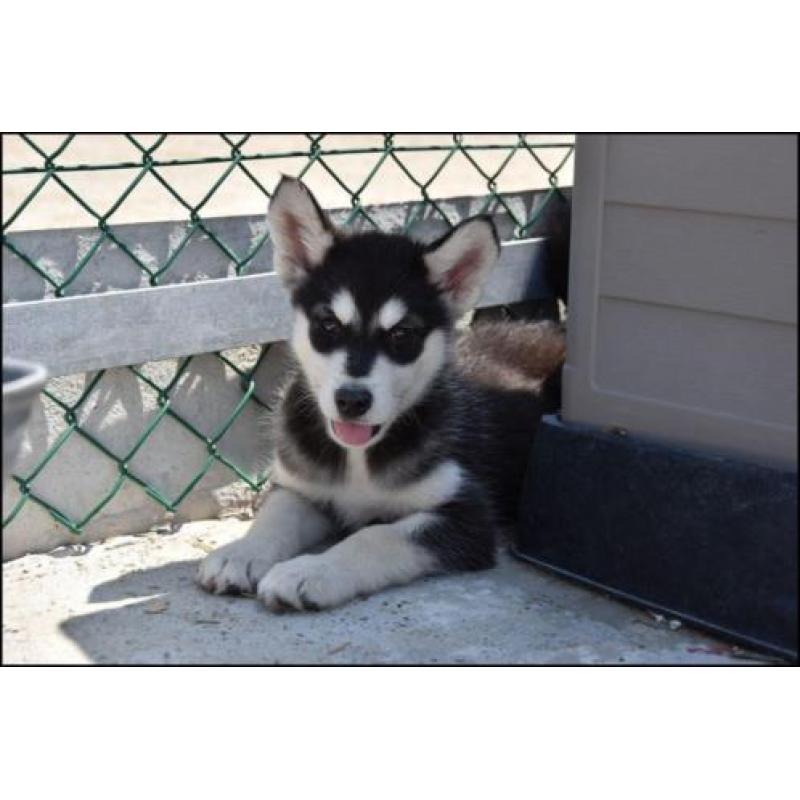 Alaskan malamute pups