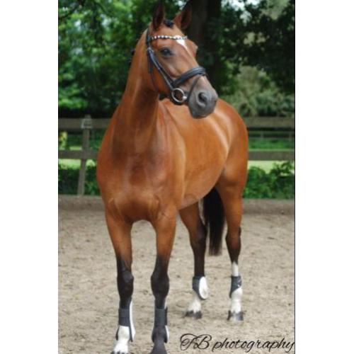 Super lieve merrie