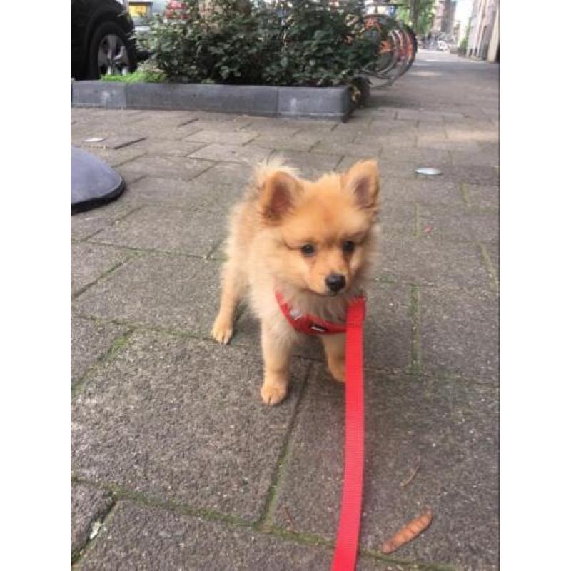 Pomeriaan , Pup , Puppy