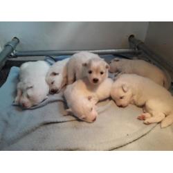 keeshond puppy's te koop