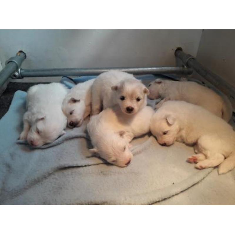 keeshond puppy's te koop