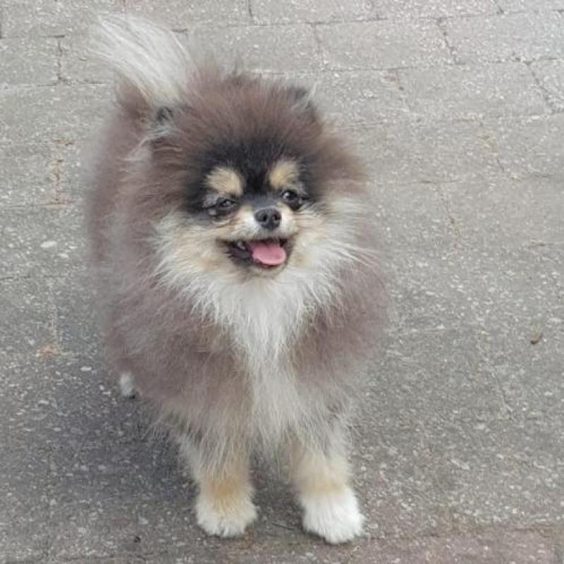 Pomeranian teefje & reutje