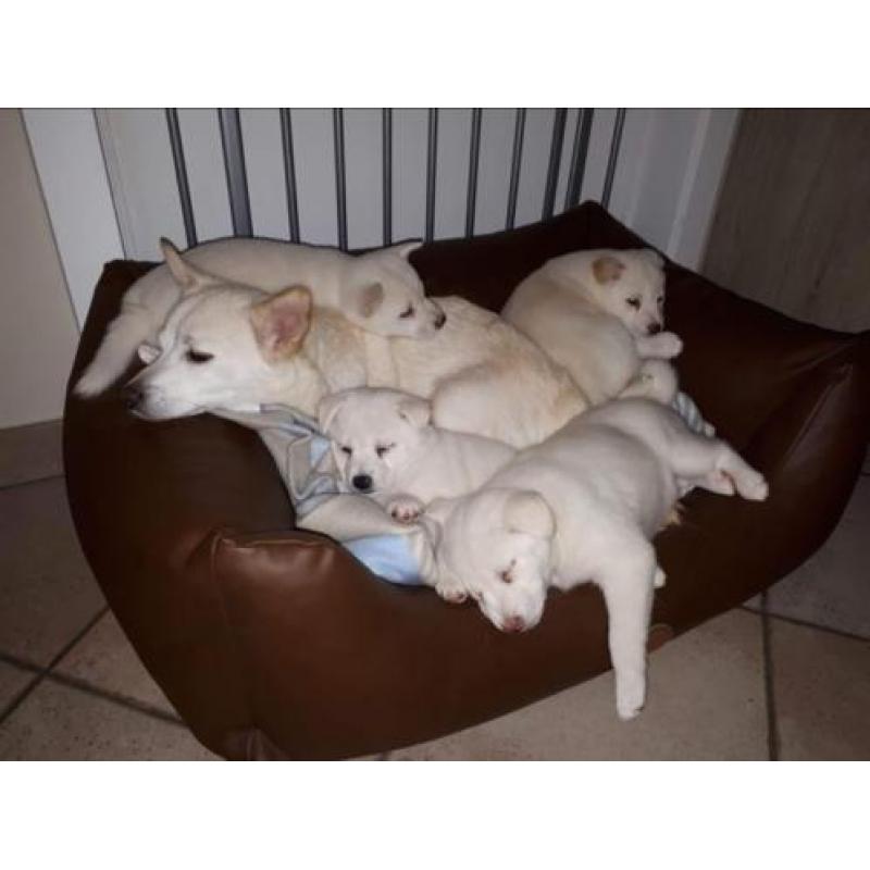 Lieve shiba inu puppys