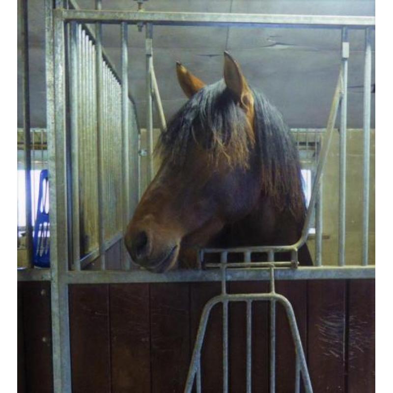 Bijzonder gangenpaard; Andalusier x peruaanse paso