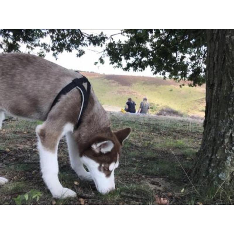 Husky
