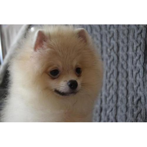 Male Pomeranian with pedigree