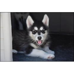 Alaskan malamute pups