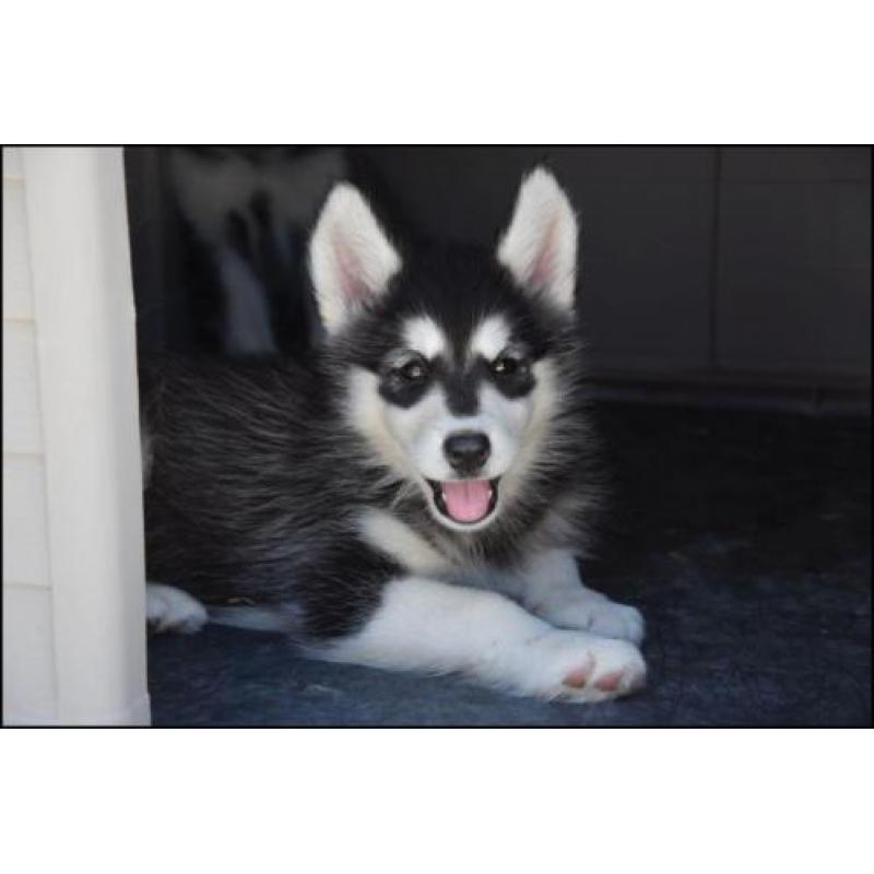Alaskan malamute pups