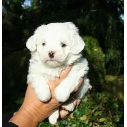 Prachtige kleine maltezer pups