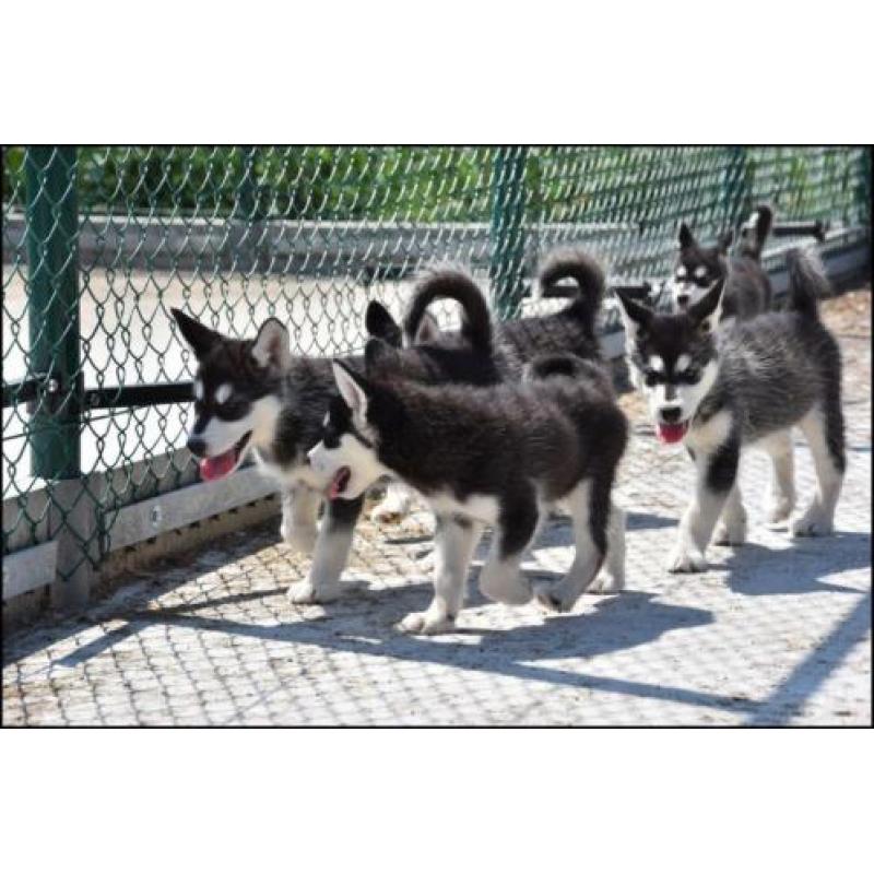 Alaskan malamute pups