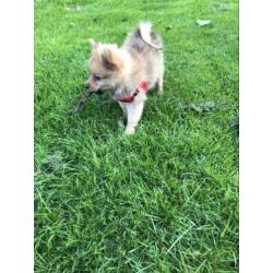 Pomeriaan , Pup , Puppy