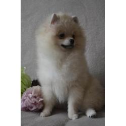 Male Pomeranian with pedigree