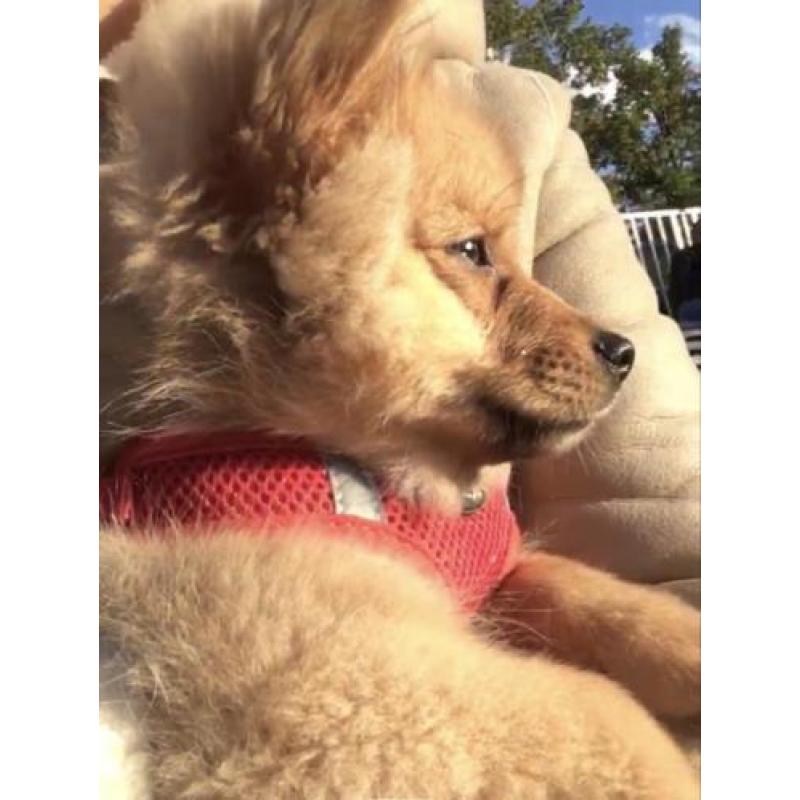 Pomeriaan , Pup , Puppy