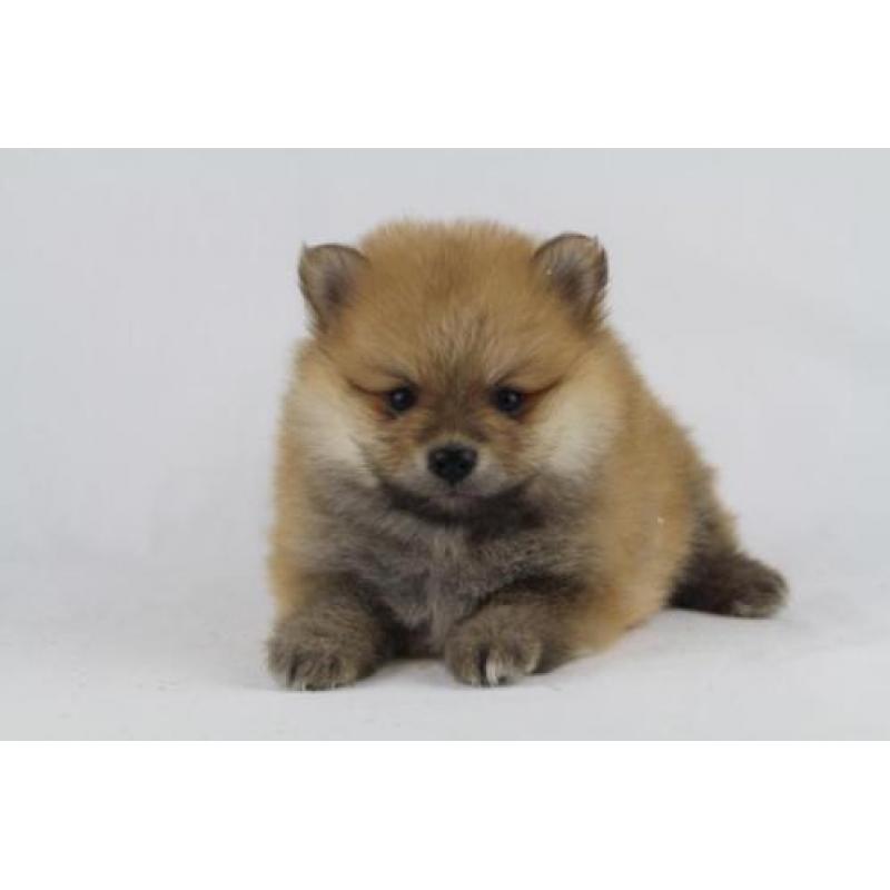 Pomeranian - Kleine Kees - Dwergkees -100% Belgische hondjes