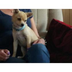 Pomchi vrouwtje pup