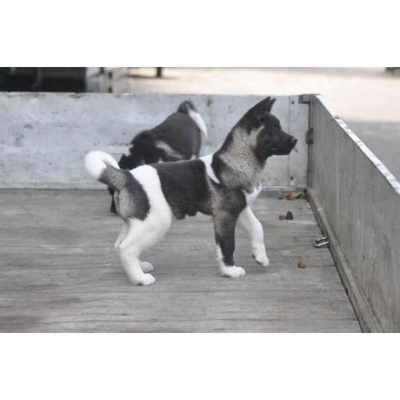 Amerikaanse akita pups met vriendelijk en sociaal karakter