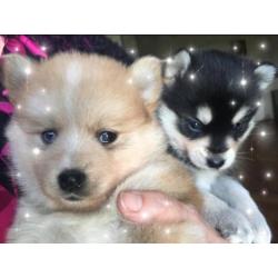 Pomsky F1 pomsky offthehill