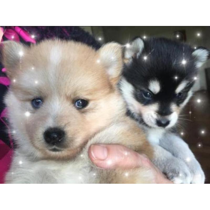 Pomsky F1 pomsky offthehill