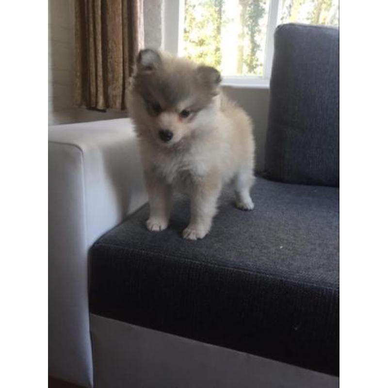 Pomsky F1 pomsky offthehill