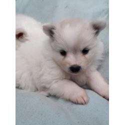 keeshond puppy's te koop