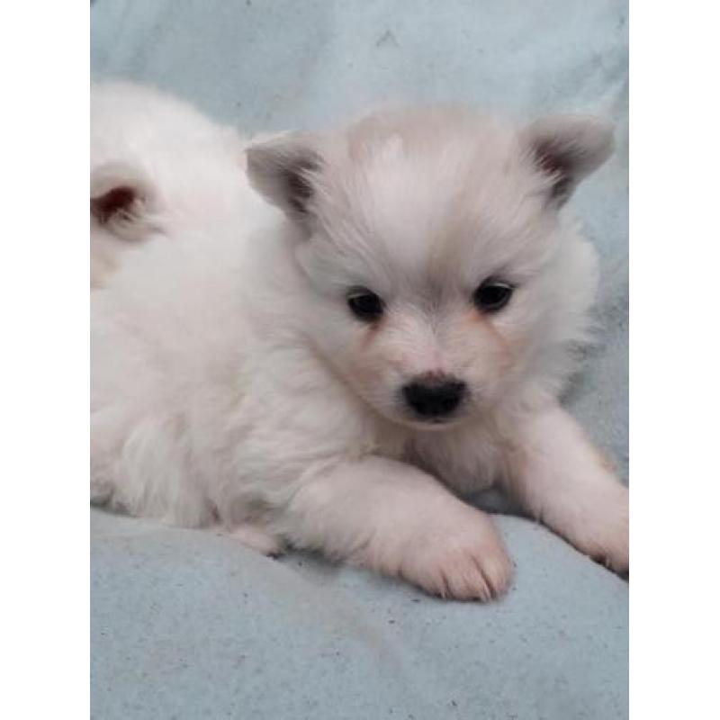 keeshond puppy's te koop