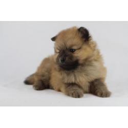 Pomeranian - Kleine Kees - Dwergkees -100% Belgische hondjes