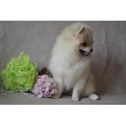 Male Pomeranian with pedigree