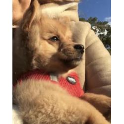 Pomeriaan , Pup , Puppy