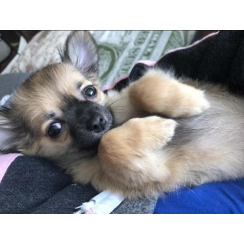 Langhaar chihuahua teefje 11 weken