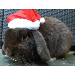 Kerstmuts huisdier.Muts kerst hond, kat, konijn, etc. NIEUW!