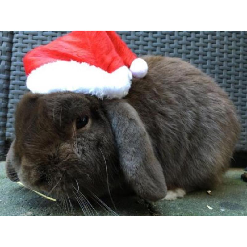 Kerstmuts huisdier.Muts kerst hond, kat, konijn, etc. NIEUW!