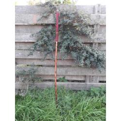 Hikingstaf/wandelstok/herdersstok